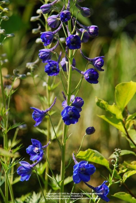 Belladonna Delphinium, Belladonna Flower, Garden Tattoos, April Flowers, Fruit Garden, Christmas Flowers, Container Flowers, Perennial Garden, Delphinium