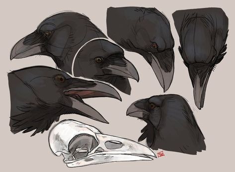 Raven Anatomy, Raven Vs Crow, Crows Drawing, Raven Art, The Crow, Animal Sketches, Bird Drawings, Drawing Reference Poses, Crows