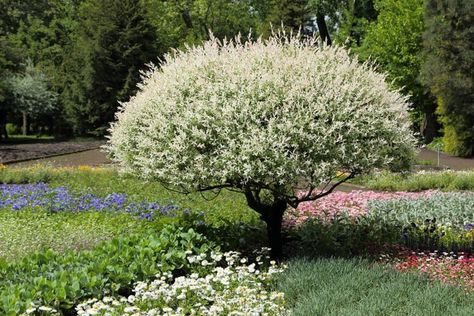 Attracting the eye with its bright, showy colors, Salix integra 'Hakuro-Nishiki' (Dappled Willow) is a deciduous shrub or small tree of great beauty. Compact, it sports a luminous variegated foliage on graceful branches throughout the growing season. Emerging pink in spring, the narrow, lance-shaped leaves gradually mature to variegated shades of pink, creamy-white and green, before fading to green as the summer progresses. In the fall, the leaves eventually turn yellow before shedding to the gr Dappled Willow Tree, Salix Integra, Dappled Willow, Fragrant Garden, Planting Shrubs, Garden Shrubs, Garden Accents, Buy Plants, Plant Combinations