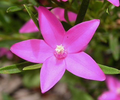 Crowea Flower, Herbal Dispensary, Australian Gardens, Flowers Creative, Australian Trees, Australian Flowers, Australian Native Flowers, Native Flowers, Native Australians