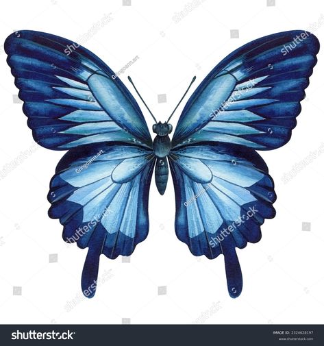 Tropical Blue Butterfly Isolated On White Stock Illustration 2324628197 | Shutterstock Butterfly Illustration, Background Watercolor, Butterfly Photos, Tropical Blue, Hand Drawn Illustration, White Stock, Drawn Illustration, Blue Butterfly, Watercolor Background