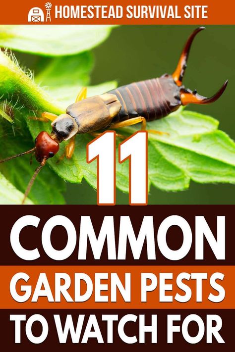 Organic Insecticide, Lawn Pests, Organic Pesticide, Garden Bugs, Garden Insects, Natural Pest Control, Garden Pest Control, Strawberry Plants, Backyard Farming