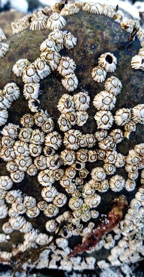 Barnicals Sea, Barnacle Illustration, Barnacle Drawing, Barnacle Art, Coastal Textures, Gooseneck Barnacles, Traveling Artist, Sea Texture, Sea Rocks