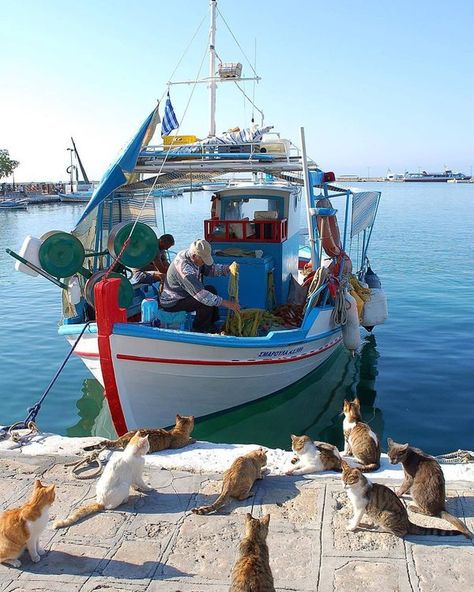 Fishing Vessel, Samos, Fishing Villages, Ancient Greece, Greek Islands, Cute Funny Animals, Fishing Boats, Sailing Ships, Subjects