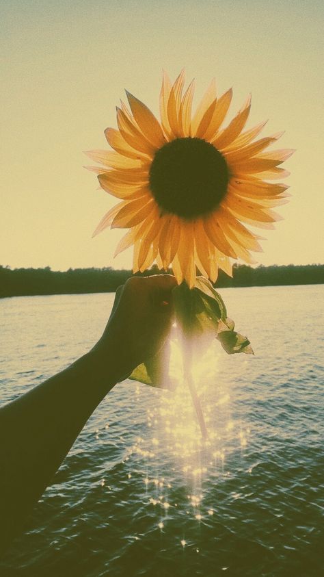 Yellow Pictures Aesthetic, Yellow Summer Aesthetic, Yellow Beach Aesthetic, Yellow Beach Aesthetic Wallpaper, Yellow Ocean Aesthetic, Aesthetic Pictures Sunflowers, Asthetic Picture Sunflowers, Aesthetic Wallpaper Summer, Yellow Aesthetic Wallpaper