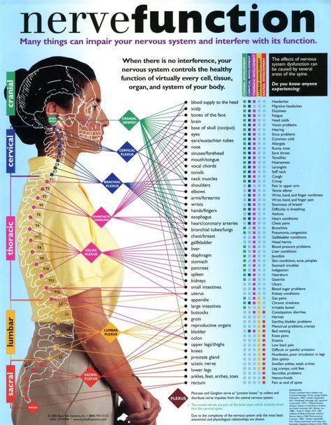 Interactive Parts of the Spine & Vertebrae Sections | Spinal Cord Levels Punkty Spustowe, Fitness Hacks, Pranic Healing, Medical Anatomy, Chiropractic Care, Carpal Tunnel, Nerve Pain, Reflexology, Sciatica