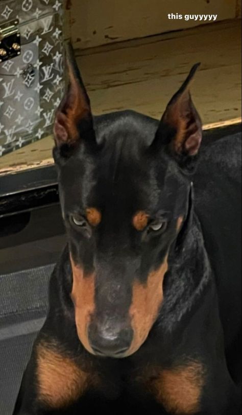 Stile Kendall Jenner, Billionaire Luxury, Scary Dogs, Doberman Pinscher Dog, Doberman Puppy, Doberman Dogs, Pretty Dogs, Pretty Animals, Doberman Pinscher