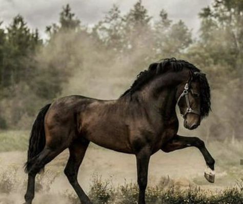 Follow CrystalSteed for more Horse Inspiration, Andalusian Horse, Most Beautiful Horses, Friesian Horse, Majestic Horse, Brown Horse, All The Pretty Horses, Cute Horses, King Arthur