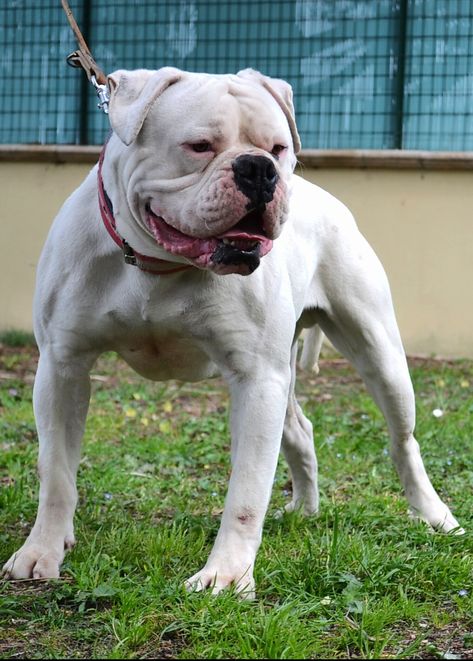 White American Bulldogs, Puppy Tips, Bully Dogs, American Bulldogs, Olde English Bulldogge, Puppies Tips, Black Nose, Total White, Animal References