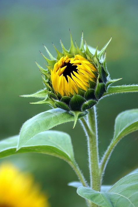 Sunflower Bud, Sunflower Watercolor Painting, Growing Sunflowers, Sunflower Photography, Gladiolus Flower, Acrylic Painting Inspiration, Daisy Art, Interior Design Images, Sunflower Pictures