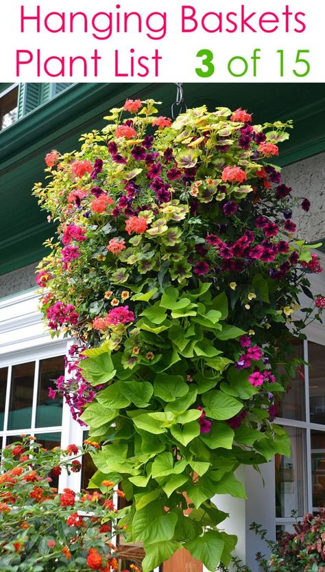 Potted Plant Design Ideas, Creative Flower Beds, Begonia Hanging Basket Ideas, Making Hanging Flower Baskets, Hanging Basket Flower Ideas, Low Porch Landscaping, Window Baskets Ideas, Sun Container Garden Ideas, Hanging Basket Arrangements