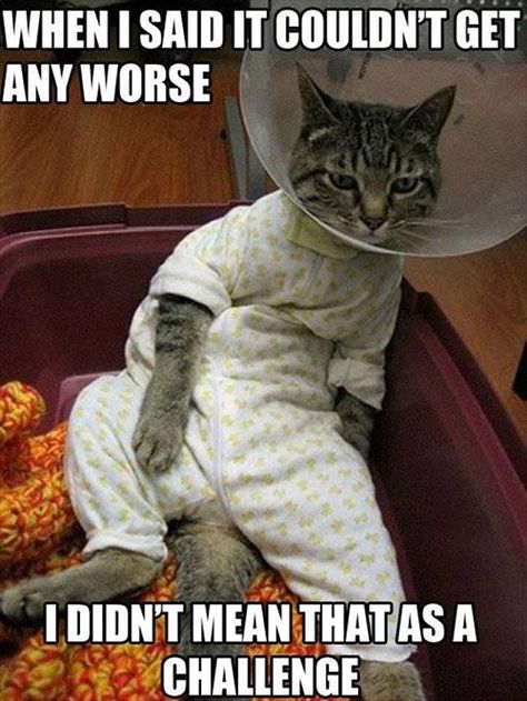 Challenge Sick Cat, Cesar Millan, Funny Cat Photos, Cat Pajamas, Funny Cat Memes, Funny Cat Pictures, Cat Sitting, Cute Kittens, Funny Animal Pictures