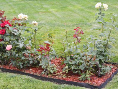 Small Rose Garden Ideas, Simple Flower Bed Ideas, Roses Garden Care, Front Yard Flowers, Rose Bed, Rose Garden Landscape, Shade Landscaping, Flower Bed Edging, Knockout Roses