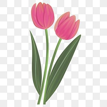 tulip,flower,2 stalks,flowers,tulip clipart,flowers clipart,flower clipart,flower clipart outline,tulip flower,plant,tulips,plant clipart,bouquet,beautiful flowers,beautiful,decorative,yellow clipart,yellow,yellow tulip,flower arrangement,tulips clipart,cartoon tulip,bloom,red tulip Topper Bunga, Tulip Cartoon, Cartoon Tulip, Tulips Illustration, Tulip Flower Drawing, Tulips Clipart, Plant Tulips, Tulip Clipart, Plant Clipart