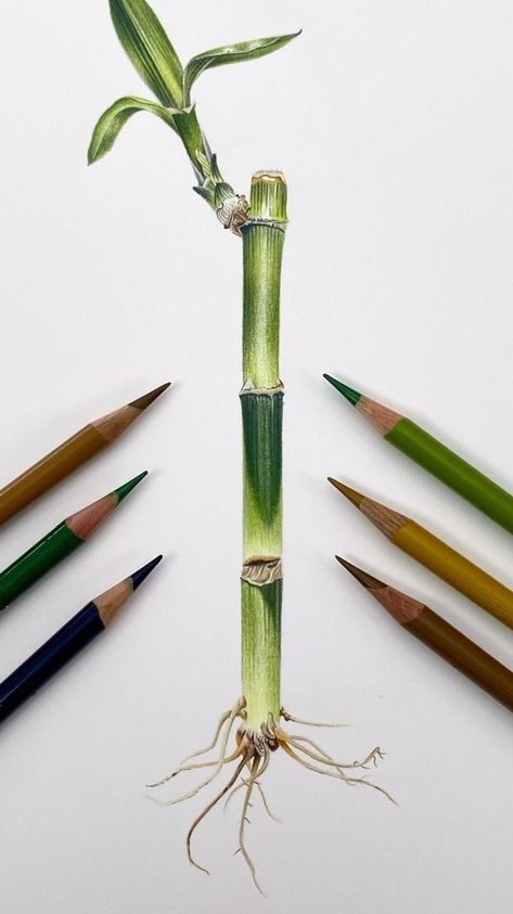 Emma Tildesley DipSBA(Dist) SBA Fellow | Happy New Year 🥳 This Lucky Bamboo is our first coloured pencil tutorial of 2024 over on Patreon! If you would like to draw along, the… | Instagram Coloured Pencil Flowers, References Drawings, Prismacolor Combos, Pencil Colour Painting, Bamboo Drawing, Portfolio Drawings, Colored Pencil Drawing Tutorial, Drawing Realism, Plant Drawings