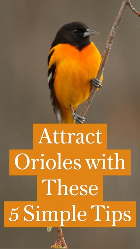 Bird Feeders Diy, Oriole Bird Feeders, Baltimore Orioles Birds, Amazon Birds, Bird Feeder Station, Backyard Birds Watching, Backyard Birds Sanctuary, Backyard Birds Feeders, Best Bird Feeders