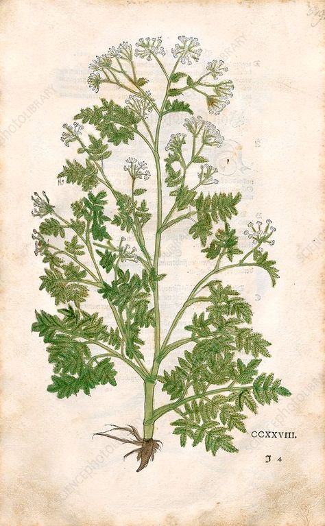 Poison hemlock, 16th century - Stock Image - C048/1595 - Science Photo Library Poison Hemlock Tattoo, Hemlock Aesthetic, Poisonous Hemlock, Conium Maculatum, Poison Hemlock, Lower Arm Tattoos, Reference Items, Library Website, Science Photos