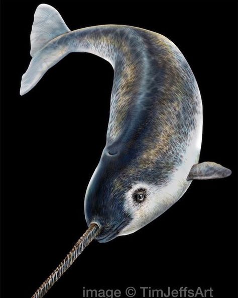 Tim Jeffs Art on Instagram: “**INTRODUCING MY NARWHAL** Unicorns are Real! It's amazing to me that even today very little is known about the Narwhal. Studying their…” Greenland Cruise, Narwhal Pictures, Narwhal Drawing, Narwhal Tattoo, Narwhal Art, Sea Unicorn, Carnival Legend, Future Human, Puppet Ideas