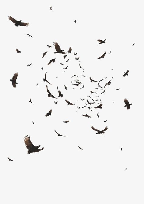 Seagulls Tattoo, Flying Photography, Crow Flying, Crow Tattoo, Photoshop Digital Background, Crow Bird, Ad Of The World, Raven Tattoo, Buzzard