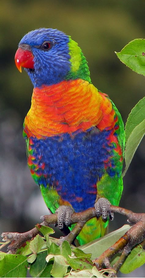 Australian Parrots, Kinds Of Birds, Australian Birds, Australian Native, Australian Animals, Exotic Birds, Bird Pictures, Pretty Birds, Colorful Birds