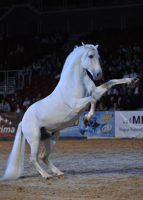 Lippizaner Lippizan Horse, Lippizaner Horses, Lipizzaner Horse, Lippizaner, All Horse Breeds, Nordic Tattoo, Horse Aesthetic, Most Beautiful Horses, Horse Drawing