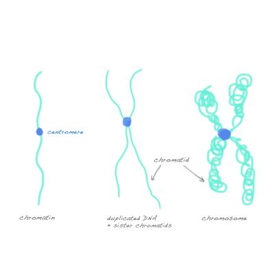 difference chromosome chromatid chromatin Chromatin Structure, Laboratory Scientist, Clear Things, Biology Worksheet, Biology Resources, Biology Classroom, 6 Class, Nursing School Survival, 8th Grade Science