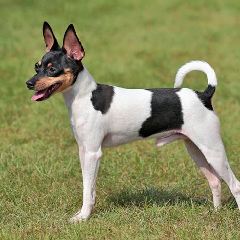 Jack Terrier, Rat Terrier Dogs, Health Care Tips, Unique Dog Breeds, Akc Breeds, All Breeds Of Dogs, Toy Fox Terriers, Terrier Breeds, Wire Fox Terrier