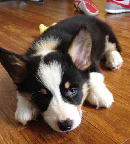 * * BENEDICT: " Yoo be a turn- coat fer snitchin'. Dogs chews shoes; dat's wut weez does. Yoo shoulda puts em in yer closet." Corgi Photography, Black And White Corgi Puppies, Tri Color Corgi, Husky Black, Mini Corgi Full Grown, Puppies Teacup, Pembroke Corgi, Grooming Business, Corgi Running