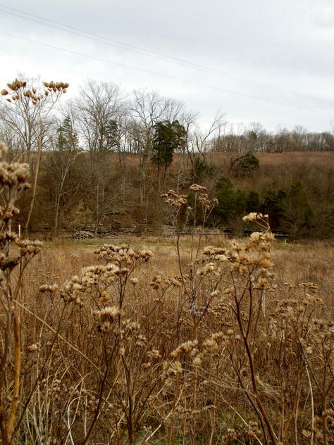 Dried wildflower field at Shakertown, Kentucky. Country Folk Aesthetic, Shakertown Kentucky, Bluegrass Aesthetic, Kentucky Aesthetic, Starling House, Rural Kentucky, Floyd Collins, Playlist Photos, Rose Taylor