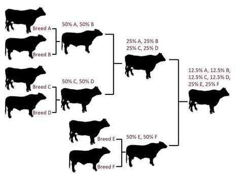 Cattle Corrals, Livestock Judging, Equine Veterinarian, Homestead Layout, Raising Cattle, Beef Cow, Raising Farm Animals, Cattle Farm, Dairy Cattle