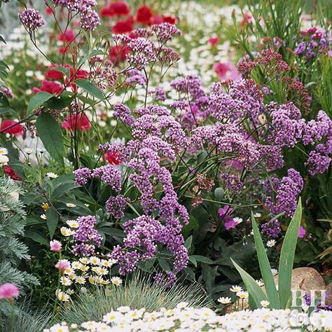 Plant this low-maintenance perennial in your garden and display the beautiful cut flowers in your home. Lavender Care, Sea Lavender, Sea Holly, Low Maintenance Garden, Beautiful Plants, Hardy Perennials, Natural Garden, Black Eyed Susan, Country Gardening