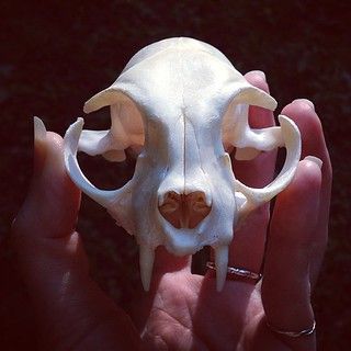 Bonelust: Whitening Bone Using Hydrogen Peroxide NOT Chlorine Bleach Taxidermy Diy, Euro Mount, Animal Taxidermy, Skull Reference, Bad Words, Traditional Witchcraft, Taxidermy Art, Vulture Culture, Bone Crafts