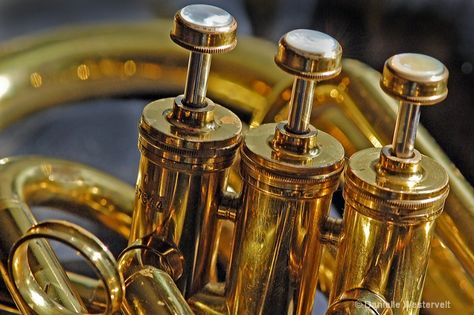 Baritone Horn Pictures Of Music, Instrument Pictures, Musician Pictures, Baritone Horn, Old Musical Instruments, Instruments Music, French Horn, Music Pictures, Brass Band