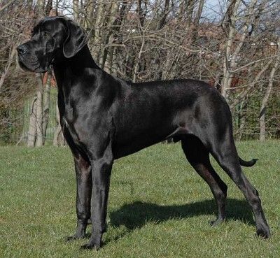 Great Dane Dogs Black, Great Dane Full Grown, Black Great Dane Aesthetic, Black Great Dane Puppy, Great Dane Black, Grey Great Dane, Black Great Dane, Black Great Danes, Lee Han