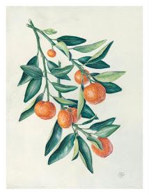 Botanical Sketches and Other Stories: Botanical Art Gallery Botanical Sketches, Botany Illustration, Watercolor Art Journal, Citrus Fruits, Botanical Illustrations, Tree Drawing, Plant Illustration, Fruit Art, Tick Tock