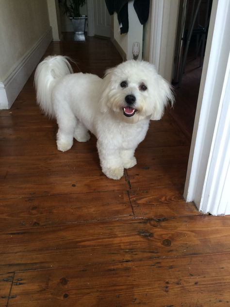 Cotton De Tulear Haircut, Coton De Tulear Haircut, Kangal Shepherd, Coton De Tulear Dogs, Central Asian Shepherd, Mixed Dog Breeds, Caucasian Shepherd, Dog Grooming Styles, Almond Joy Cookies