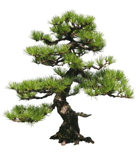 Bonsai Tree. A bonsai tree over a white background , #spon, #bonsai, #Tree, #Bonsai, #background, #white #ad Red Pine Tree, Pinus Thunbergii, Wisteria Bonsai, Bonsai Wire, Pine Bonsai, Bonsai Tree Care, Bonsai Seeds, Japanese Tree, Bonsai Styles