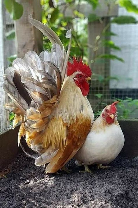 Serama Chicken, Regard Animal, Bird Breeds, Bantam Chickens, Fancy Chickens, Rooster Painting, Beautiful Chickens, Pets Drawing, Cute Chickens