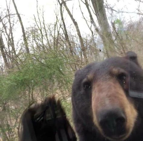 From A Friend Of A Friends Kitchen Window This Morning In NY Bear Meme, Kodiak Bear, Funny Bears, Bear Photos, Bear Pictures, Love Bear, Silly Animals, Big Bear, Grizzly Bear