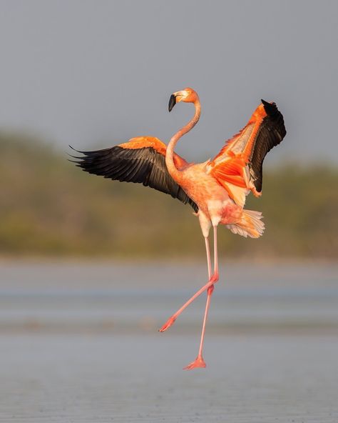 National Geographic Your Shot on Instagram: “Photo by Hao Jiang @haojiang00629 / Dancing in the air / I took this American flamingo portrait at sunrise while stepping into the knee-…” Flamingo Meaning, American Flamingo, Flamingo Photo, Flamingo Painting, Art Drawings Sketches Pencil, Colorful Birds, From Instagram, Art Drawings Sketches, Beautiful Birds