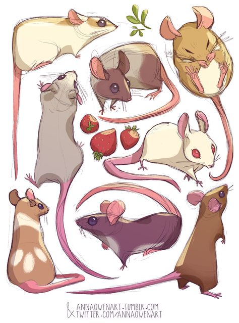 Here are some lil’ mouse buddy studies! PIGEONS | PIGGIES | CORGIS | KITTIES