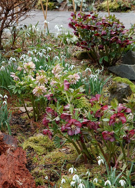 Hellebore Care 101: How to grow the harbingers of spring Hellebore Garden Design, Hellebores In Landscape, Hellebores Garden, Lenten Roses, The Harbingers, Flower Borders, Tree Tattoos, Lenten Rose, Green Things