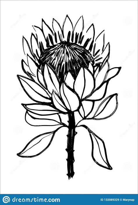 Protea Stencil, Protea Tattoo, Gods Heart, Sketching Flowers, Things Illustration, Protea Art, Sketch Background, Pen And Wash, Protea Flower