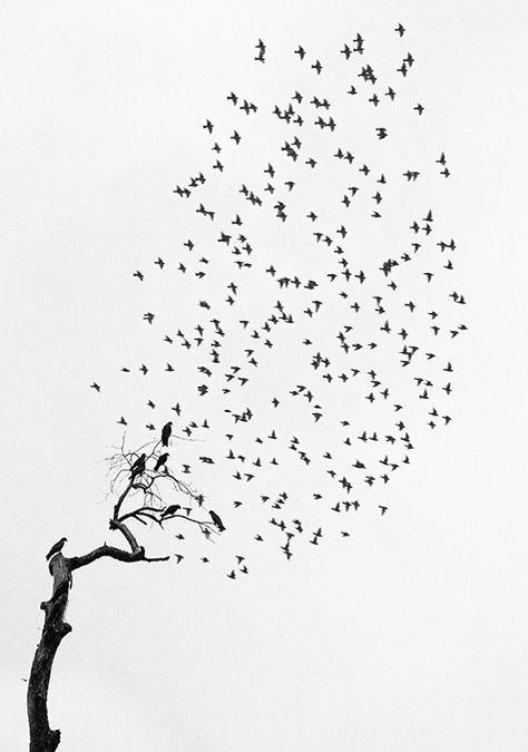 Flying In The Sky, Photographers Gallery, Robert Doisneau, Alfred Stieglitz, Three Birds, Flock Of Birds, Gelatin Silver Print, White Image, Delhi India