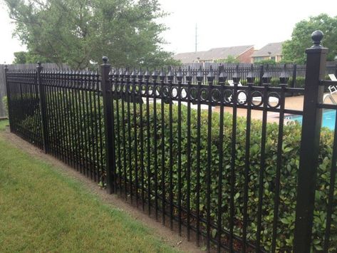 Fence with hedge Griselinia Hedge, Rod Iron Fences, Hedge Fence, Ornamental Fence, Ivy Privacy Fence, Lake Holiday, Iron Fencing, Tall Shrubs, Garden Hedges