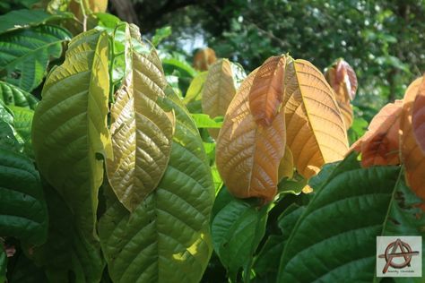 The cacao tree (Theobroma cacao) can grow to be taller than fifty feet. Cocoa trees born to be harvested generally don’t get much bigger than thirty feet though. Cocoa trees can live a long time, over a hundred years although they are only productive for about half of that time. #cocoa #cocoatrees #cocoacultivation #Theobromacacao #cocoatreefarming #growingcocoa #farmingcocoa #growingcocoatrees #thaicocoa #anarchychocolate Cacao Tree, Cocoa Tree, Cocoa Plant, Be Taller, Soil Layers, Theobroma Cacao, Shade Trees, Top Soil, Growing Indoors