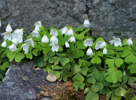 Gardening 101: Redwood Sorrel - Gardenista Oxalis Acetosella, Shamrock Plant, Perennial Ground Cover, Coastal Redwood, Shade Loving Perennials, Pollinator Plants, Gardening 101, Redwood Forest, Woodland Garden