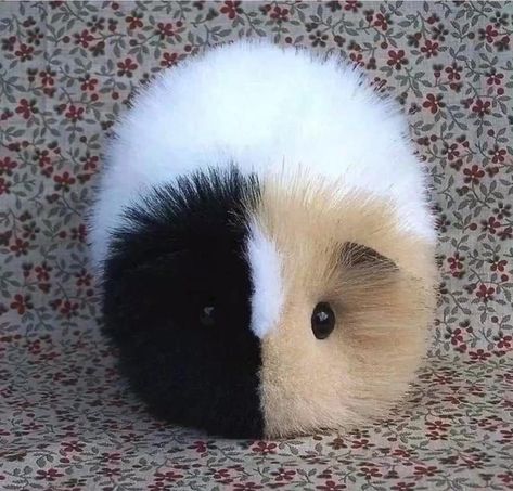 Diffrent breed guinea pig yes indeed in good take care . Ginnie Pigs, Ginny Pigs, Tapeta Hello Kitty, Guinea Pigs Funny, Haiwan Comel, Baby Guinea Pigs, Pet Guinea Pigs, Psy I Szczenięta