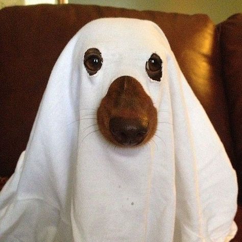 Image result for dog dressed as a ghost Diy Pet Costumes, Diy Dog Costumes, Pet Halloween Costumes, Dog Halloween Costumes, Dachshund Love, Halloween Animals, Dog Costumes, Dog Costume, Pet Costumes