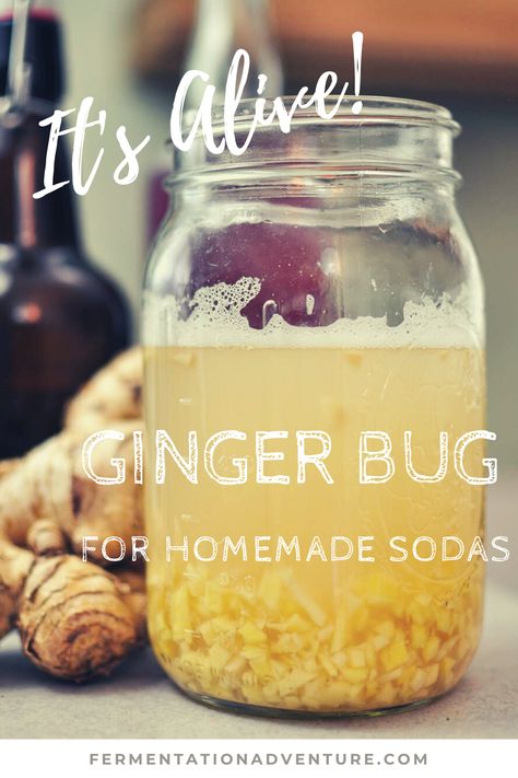 How to make an easy ginger bug culture starter recipe you can use to make your own homemade fermented sodas! Making Ginger Beer, Apple Cider Vinegar Mother, Ginger Soda, Homemade Rootbeer, Homemade Ginger Ale, Coldsore Remedies Quick, Ginger Bug, Homemade Soda, Fermented Tea